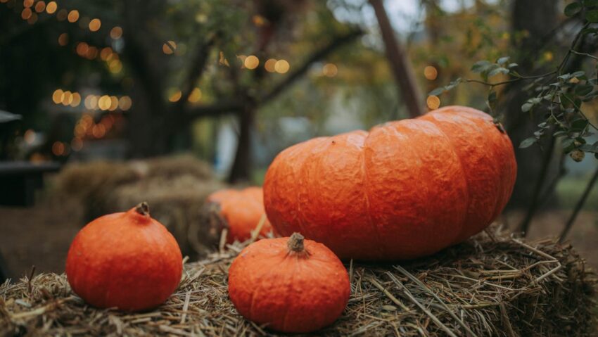 Dovleacul, savoarea de toamnă pentru sănătate Dovleacul, savoarea de toamnă pentru sănătate