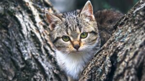 Misiune cu suflet: o pisică salvată de la înălțime