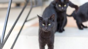 Interzisă adopția de pisici negre, de Halloween