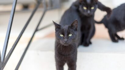 Interzisă adopția de pisici negre, de Halloween