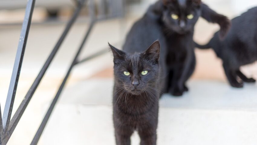 Interzisă adopția de pisici negre, de Halloween Interzisă adopția de pisici negre, de Halloween