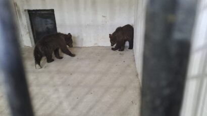 Nu sunt singuri! Doi pui de urs orfani au găsit adăpost