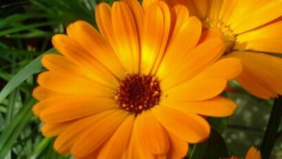 Gălbenelele, flori cu puteri vindecătoare