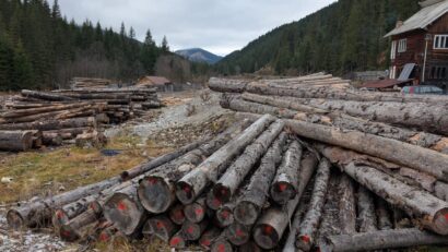 UPDATE: Două persoane au fost reținute. Percheziții domiciliare într-un dosar penal privind tăierile ilegale de arbori