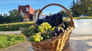 Via secretă: peste 50 de soiuri de struguri, la câţiva pași de centru | AUDIO