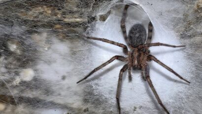 Pânză de păianjeni gigantică, descoperită de o echipă coordonată de un cercetător din România