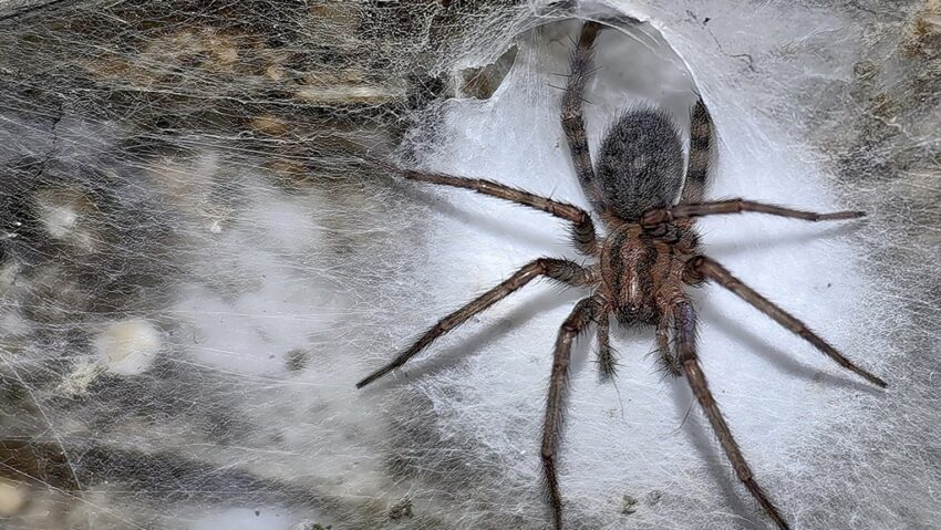 Pânză de păianjeni gigantică, descoperită de o echipă din care au făcut parte și cercetători din România