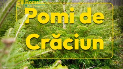 Se pun în vânzare peste 16.000 de pomi de Crăciun