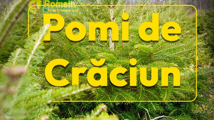 Se pun în vânzare peste 16.000 de pomi de Crăciun