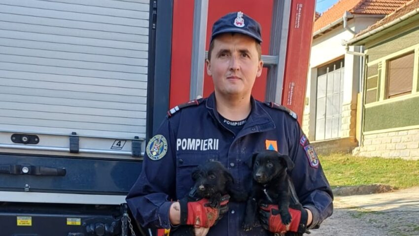 Doi pui de câine, salvați dintr-o rețea de canalizare