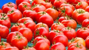 Roșii mai rezistente la frig, prin biotehnologie