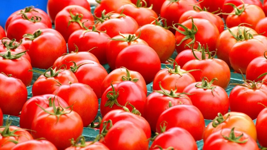 Roșii mai rezistente la frig, prin biotehnologie