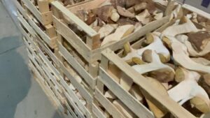 Nereguli grave în comerțul cu trufe și ciuperci: amenzi de aproape 1,8 milioane lei