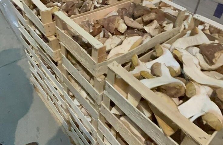 Nereguli grave în comerțul cu trufe și ciuperci: amenzi de aproape 1,8 milioane lei