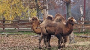 Noi locatari la Grădina Zoologică din Târgu Mureș