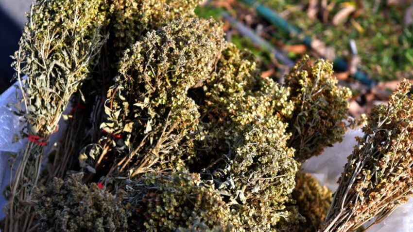 Kiraleisa-leisa: tradiţii de Bobotează pentru noroc şi putere