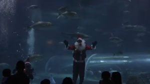 Moș Crăciun printre rechini