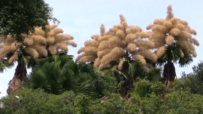 Spectacol rar: palmierii talipot înfloresc după 60 de ani