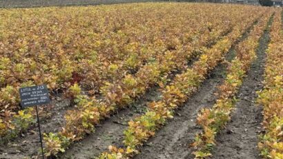 Pepinieră silvică, complet modernizată cu fonduri PNRR