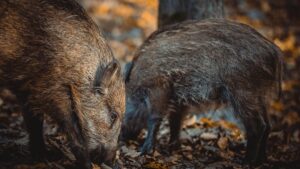 Alertă în Catalonia: pestă porcină africană