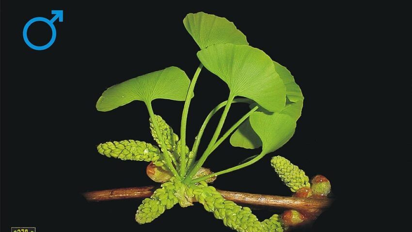 Ginkgo biloba – planta care stimulează memoria şi claritatea mentală