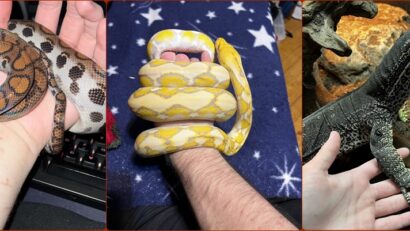 Șocant! Crescătorie ilegală de reptile, descoperită într-un apartament