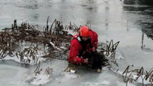 Clipe de groază pe Crișul Repede. Un câine a fost salvat dintre ghețuri | FOTO