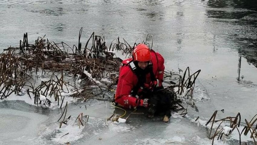 Clipe de groază pe Crișul Repede. Un câine a fost salvat dintre ghețuri | FOTO