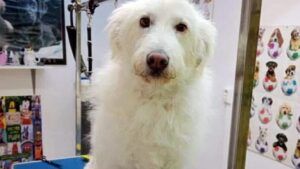 Aveţi câine sau pisică? Sterilizarea gratuită, disponibilă și în 2026