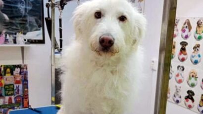 Aveţi câine sau pisică? Sterilizarea gratuită, disponibilă și în 2026