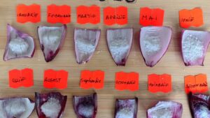 Calendarul cepei pe 2026: cum va fi vremea în fiecare lună din an sau ghidul meteo pentru fiecare pescar serios