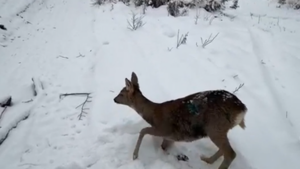 Intervenție pentru salvarea unei căprioare