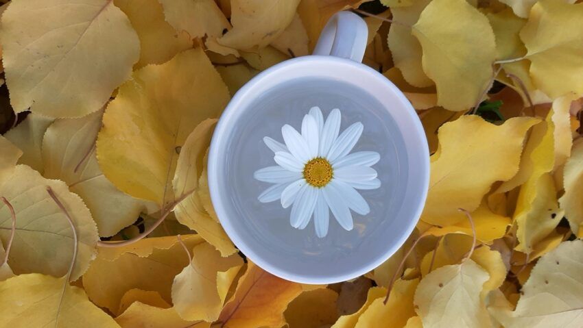 Ceaiul din plante care reduce stresul şi îmbunătăţeşte somnul