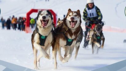 Peste 500 de câini nordici concurează în premieră la Campionatul Mondial WSA