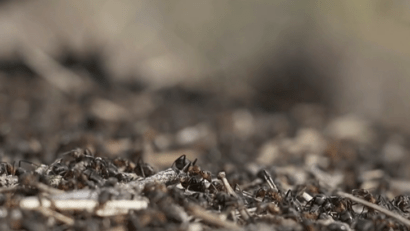 Insecta exotică care provoacă șocuri alergice