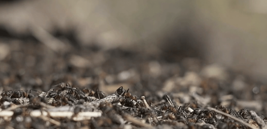 Insecta exotică care provoacă șocuri alergice