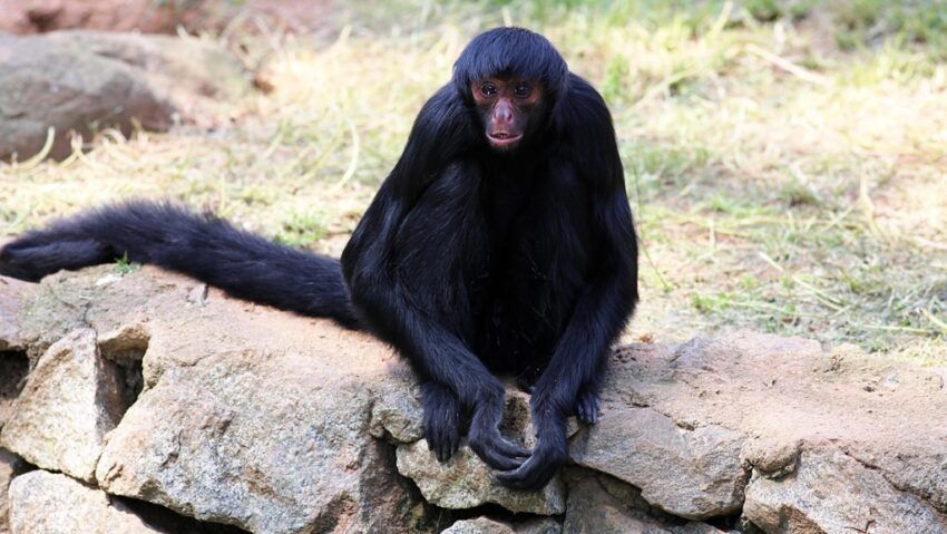 Maimuțele păianjen își împărtășesc „secretele”