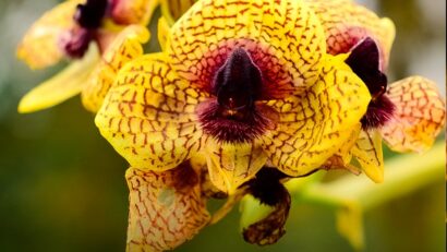 Plante și ciuperci surprinzătoare descoperite în 2025