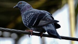 Escrocherie cu „porumbelul din pod”: patru bărbați au jefuit un bătrân de 89 de ani