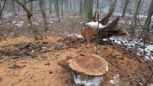 Tăieri ilegale într-o pădure din Băile Felix