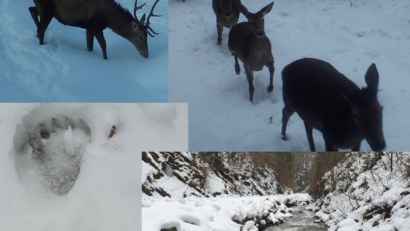 Rangerii monitorizează fauna din Parcul Național Munții Rodnei