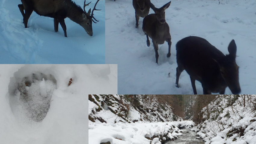 Rangerii monitorizează fauna din Parcul Național Munții Rodnei