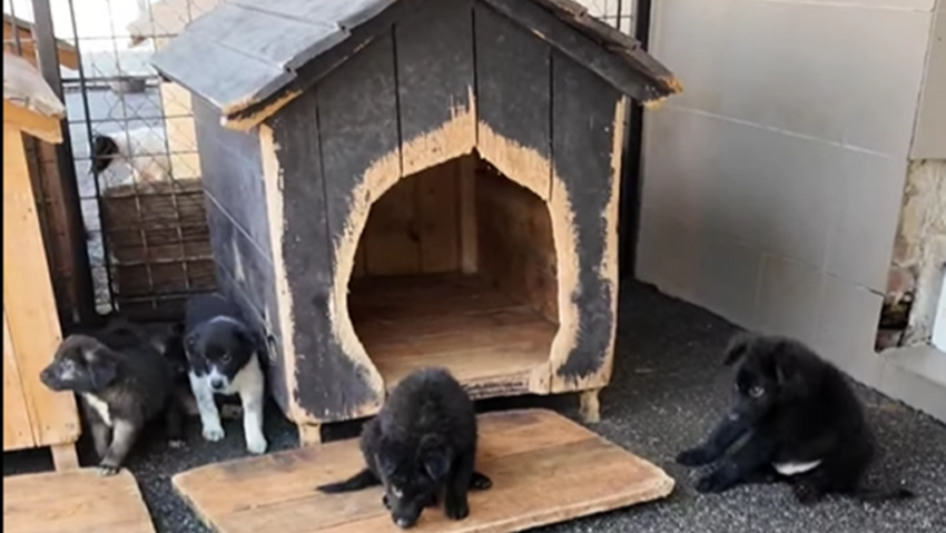 Jucătorii Universității vor intra în teren cu căței în lesă