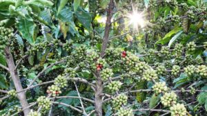 Schimbările climatice amenință producția globală de cafea