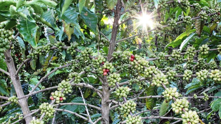 Schimbările climatice amenință producția globală de cafea