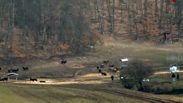 Alertă în județul Cluj: sute de cadavre de bizoni, căprioare și cerbi descoperite pe un câmp din Recea-Cristur