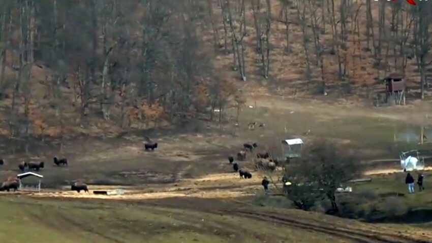 Alertă în județul Cluj: sute de cadavre de bizoni, căprioare și cerbi descoperite pe un câmp din Recea-Cristur