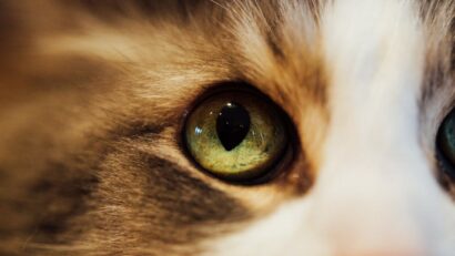 Pisica Transilvană, prima rasă de pisică românească. Și o aniversare cu mieunături