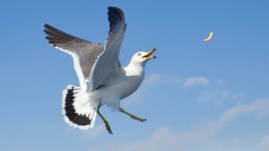 Un pescăruș a fost resuscitat pe terenul de fotbal