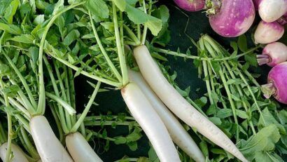 Ridichea albă, aliatul sănătăţii în sezonul rece